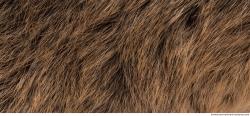 Photo Textures of Animal Skin